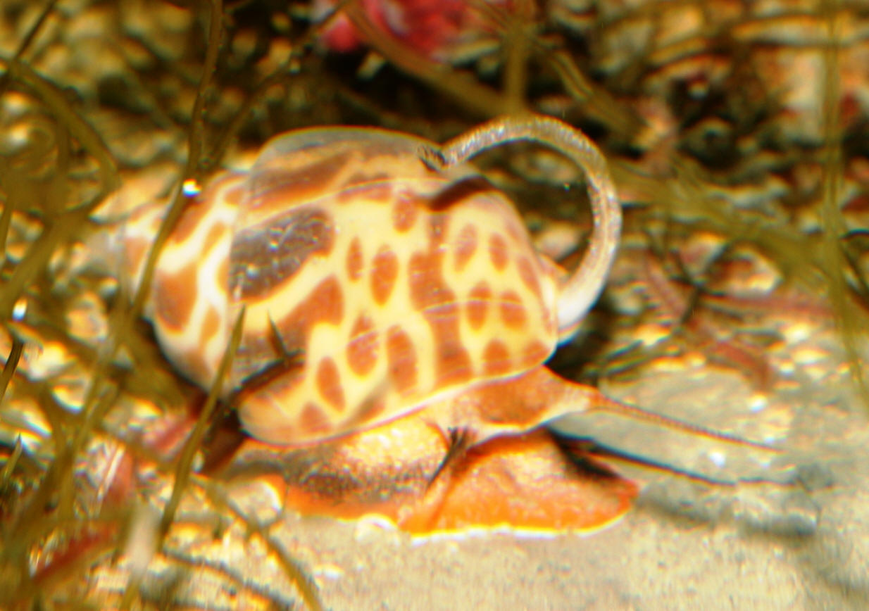 Babylonia zeylanicum